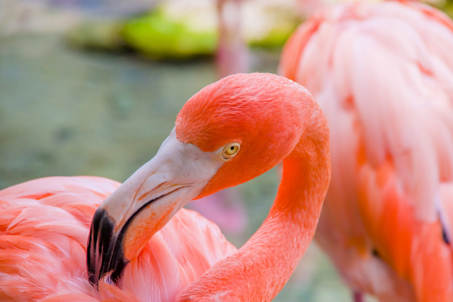 Close-up of a salmon pink flamingo preening, with a sharp eye and beak detail, against a blurred background of another flamingo in Mexico.